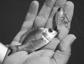 Even little bream like hardbody lures; this one’s eyes were too big for its belly! 